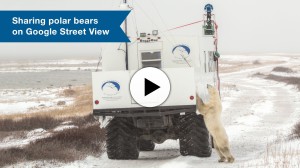 StreetView in polarni medved